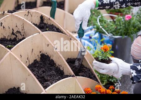 Closeup of gardener's hands planting small flowers at back yard in spring Stock Photo