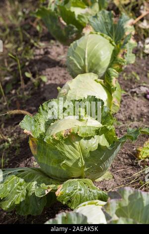 Cabbage growing in the garden. Big fresh cabbage on soil. organic vegetables in the farm. Harvest in autumn. Stock Photo