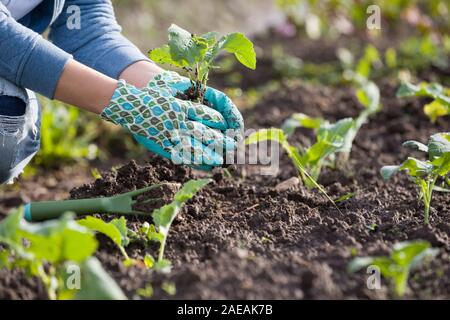 Closeup of gardener's hands planting small flowers at back yard in spring Stock Photo