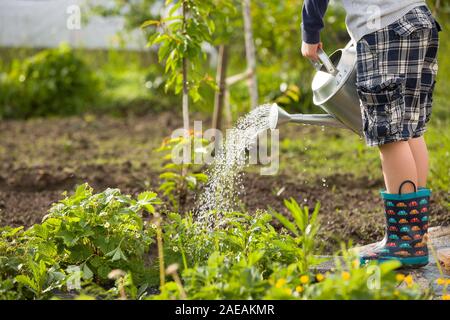 Cute little toddler boy watering plants with watering can in the garden. Adorable little child helping parents to grow vegetables and having fun. Acti Stock Photo