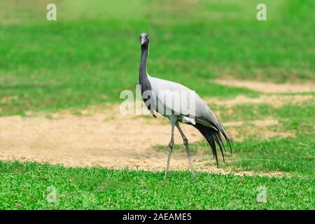 Demoiselle Crane (Anthropoides virgo) are living in the bright green meadow during the day time. Stock Photo