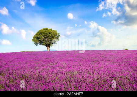 Lavender flowers blooming field and a lonely tree. Valensole, Provence, France, Europe. Stock Photo