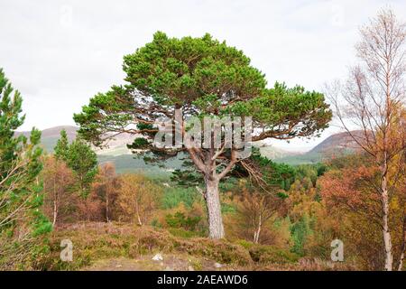 Large pine tree growing in the forest of Scotland. The tree stands on the edge of a hill. Beautiful day autumn landscape. Stock Photo