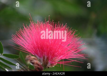 Mimosa tree blossom or powderpuff bloom , Calliandra Surinamensis, Mimosaceae family, Pink powder puff, Surinamese stickpea, Surinam powderpuff Stock Photo