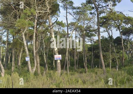 Coastal scenery in Póvoa de Varzim, north of Portugal. Stock Photo