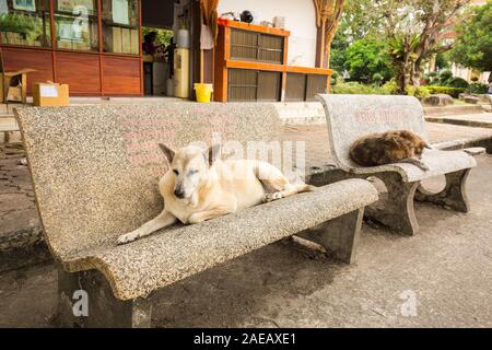 Two homeless dogs are lying on a bench along the road. The bench is made of stone. phuket, thailand Stock Photo