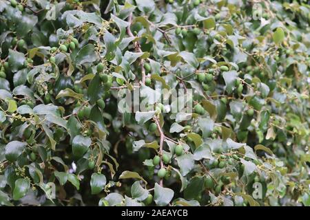 Ziziphus mauritiana is a spiny, evergreen shrub or small tree with fruits.Close up of Green leaf Ziziphus mauritiana. Bidara Leaf for spiritual health Stock Photo