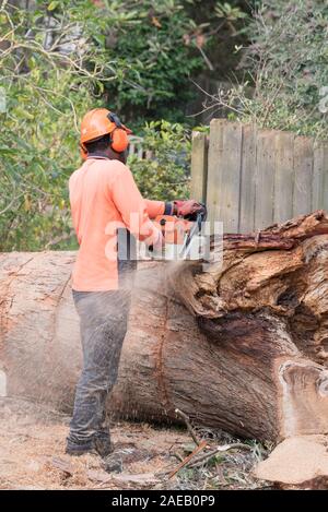 Sydney Aust Nov 26 2019: A sudden storm ripped through suburbs in northern Sydney snapping huge trees at their base. This is the clean up of just one Stock Photo