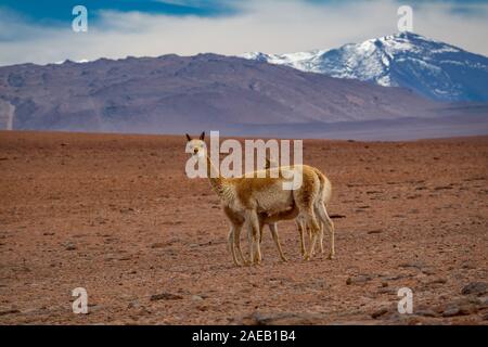 Three Vicugna vicugnas in Atacama high plateau with snow covered volcanoes in the background Stock Photo