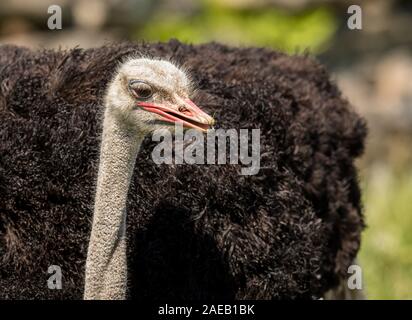 Common Ostrich, Struthio camelus, front view of big bird up close Stock Photo