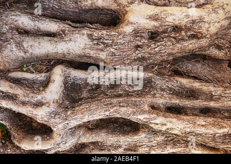 Ancient and old olive tree trunk detail texture as natural background. Stock Photo