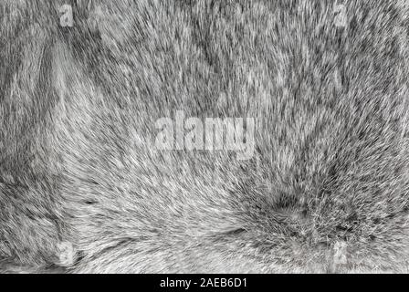 Texture of white shaggy fur. Stock Photo