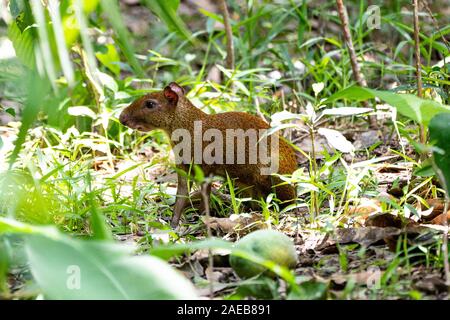 agouti agoutis rodent rodents 