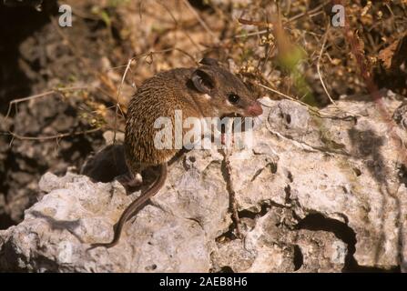 Cairo Spiny Mouse (Acomys cahirinus) Photographed in the Carmel mointain,  Israel Stock Photo