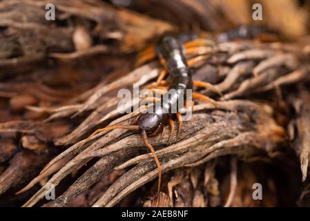 North Borneo centipede rainforest rain forest wildlife chilopoda giftig gifttier Stock Photo