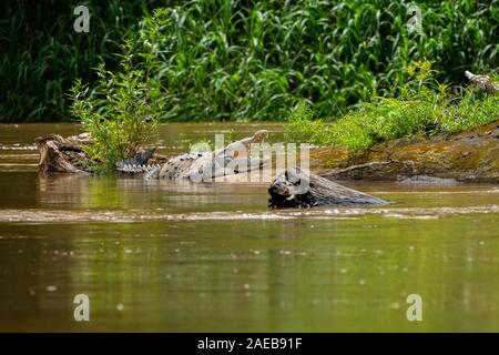 American crocodiles (Crocodylus acutus) on the river bank. Photographed in Costa Rica. Stock Photo