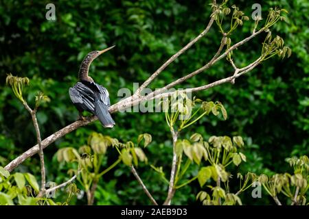Anhinga (Anhinga anhinga) drying its feathers. This bird is around 85 centimetres long and has a wingspan of 117 centimetres. It's feathers are not wa Stock Photo