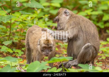 Macaque ( macaca fascicularis) checking for fleas and ticks, Mauritius. Stock Photo