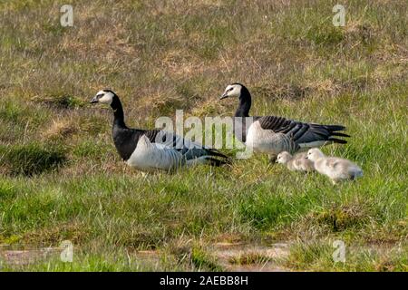 Barnacle geese. Pair of barnacle geese (Branta leucopsis) and their goslings. The female lays between 4 and 6 eggs once a year in a nest on a high cli Stock Photo