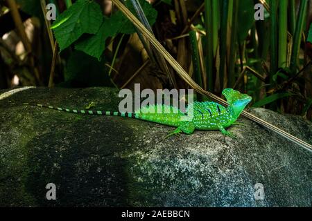 Male Plumed basilisk (Basiliscus plumifrons) camouflaged amongst foliage. This lizard is found in the tropical forests of Central America. It is famed Stock Photo
