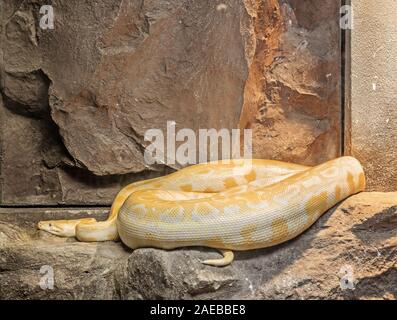 Closeup Golden Thai Python or Python Molurus Aurea Coiled on The Rock Stock Photo