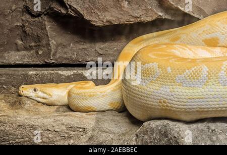 Closeup Golden Thai Python or Python Molurus Aurea Coiled on The Rock Stock Photo