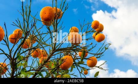 Ripe tangerines on a blue sky background. Stock Photo