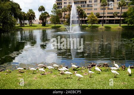 flock of american white ibis birds at lake in kissimmee florida usa Stock Photo