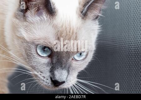 Portrait of Thai cat with bright blue eyes. Stock Photo
