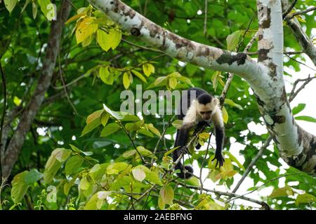 The Colombian white-faced capuchin (Cebus capucinus), also known as the Colombian white-headed capuchin or Colombian white-throated capuchin, is a med