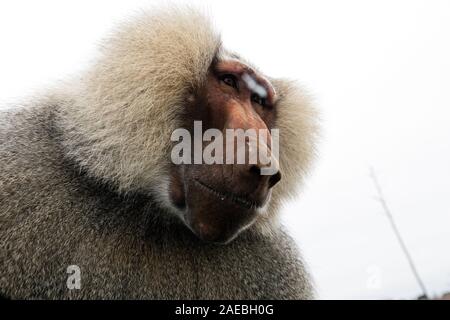 Huge baboon sitting on a car window in Mallorca safari zoo, Spain Stock Photo