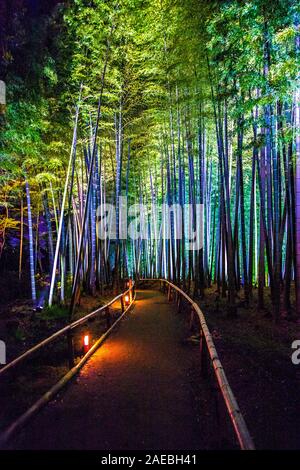 Bamboo grove illuminated at night at the Kodai-ji Temple, Kyoto, Japan Stock Photo