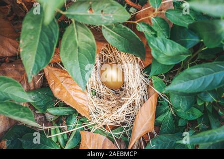 Unique and valuable golden egg with nest on green and dried leaves. Stock Photo