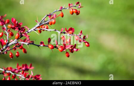 Red fruits of Berberis, commonly known as a barberry. It is a large genus of deciduous and evergreen shrubs. Close-up photo with selective focus Stock Photo