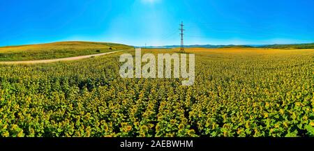 Beautiful futuristic panoramic (360 spherical panorama little planet) aerial drone view to endless fields of blooming sunflower, near Ust-Kamenogorsk Stock Photo