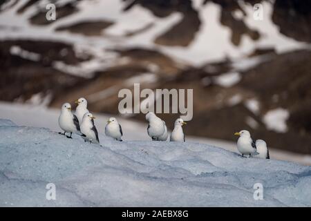 Black-legged Kittiwakes (Rissa tridactyla) in front of bright blue face of glacier. This small gull is found in the Arctic, North Atlantic and North P Stock Photo