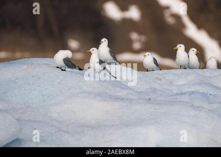 Black-legged Kittiwakes (Rissa tridactyla) in front of bright blue face of glacier. This small gull is found in the Arctic, North Atlantic and North P Stock Photo