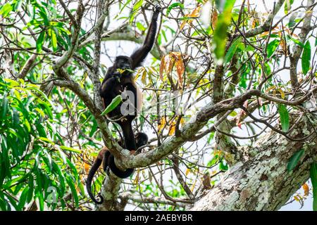 Mantled howler monkey. Wild mantled howler monkey (Alouatta palliata palliata) swinging from a branch in the Costa Rican rainforest. Stock Photo