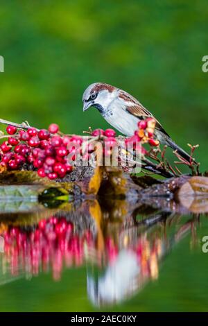 A male house sparrow is foraging in late autumn in mid Wales Stock Photo