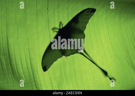 Madagascan Moon Moth (Argema mittrei) Male silhouetted on large green leaf. Stock Photo