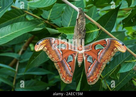 Atlas Moth (Attaacus atlas) Newly emerged female hanging on cocoon on Tree-Of-Heaven (Ailanthus altissima). Stock Photo