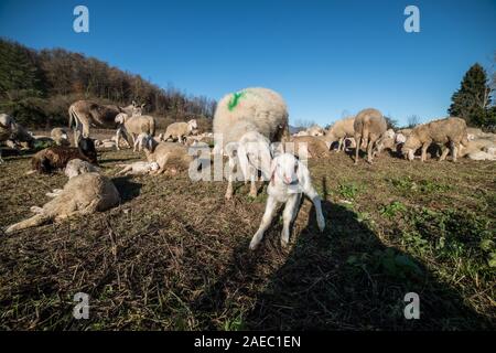 Sheperds in northern Italy, December 2019 Stock Photo