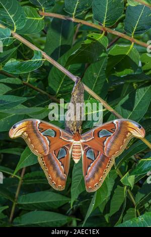 Atlas Moth (Attaacus atlas) Newly emerged female hanging on cocoon on Tree-Of-Heaven (Ailanthus altissima). Stock Photo