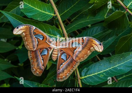 Atlas Moth (Attaacus atlas) Newly emerged female hanging on cocoon on Tree-Of-Heaven (Ailanthus altissima). Stock Photo