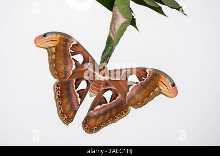 Atlas Moth (Attaacus atlas) Newly emerged female hanging on cocoon on Tree-Of-Heaven (Ailanthus altissima). White background for cutouts. Stock Photo