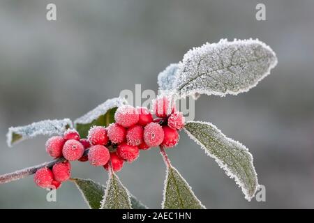 Winterberry Holly (Ilex verticillata) Frost covered berry cluster.  Promised Land State Park, Poconos, Pennsylvania, November. Stock Photo