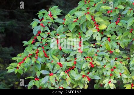 Winterberry Holly (Ilex verticillata) Bush laden with red berries in late summer.  Delaware Water Gap National Recreation Area, Pike Co., Pennsylvania. Stock Photo