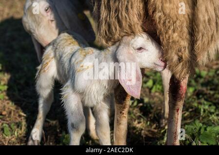 Sheperds in northern Italy, December 2019 Stock Photo