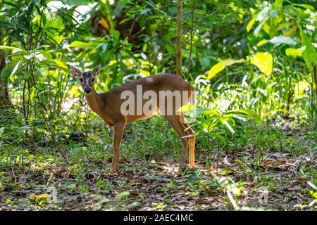 Red brockets (Mazama americana) are the largest of the brocket deer species. Brocket deer are small forest-dwelling deer found in Central and South Am Stock Photo