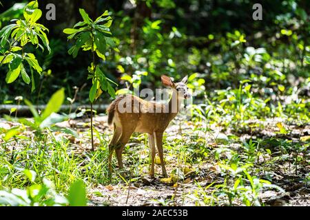 Red brockets (Mazama americana) are the largest of the brocket deer species. Brocket deer are small forest-dwelling deer found in Central and South Am Stock Photo